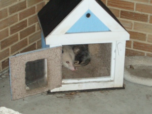 Al the Possum in Big Lou's House